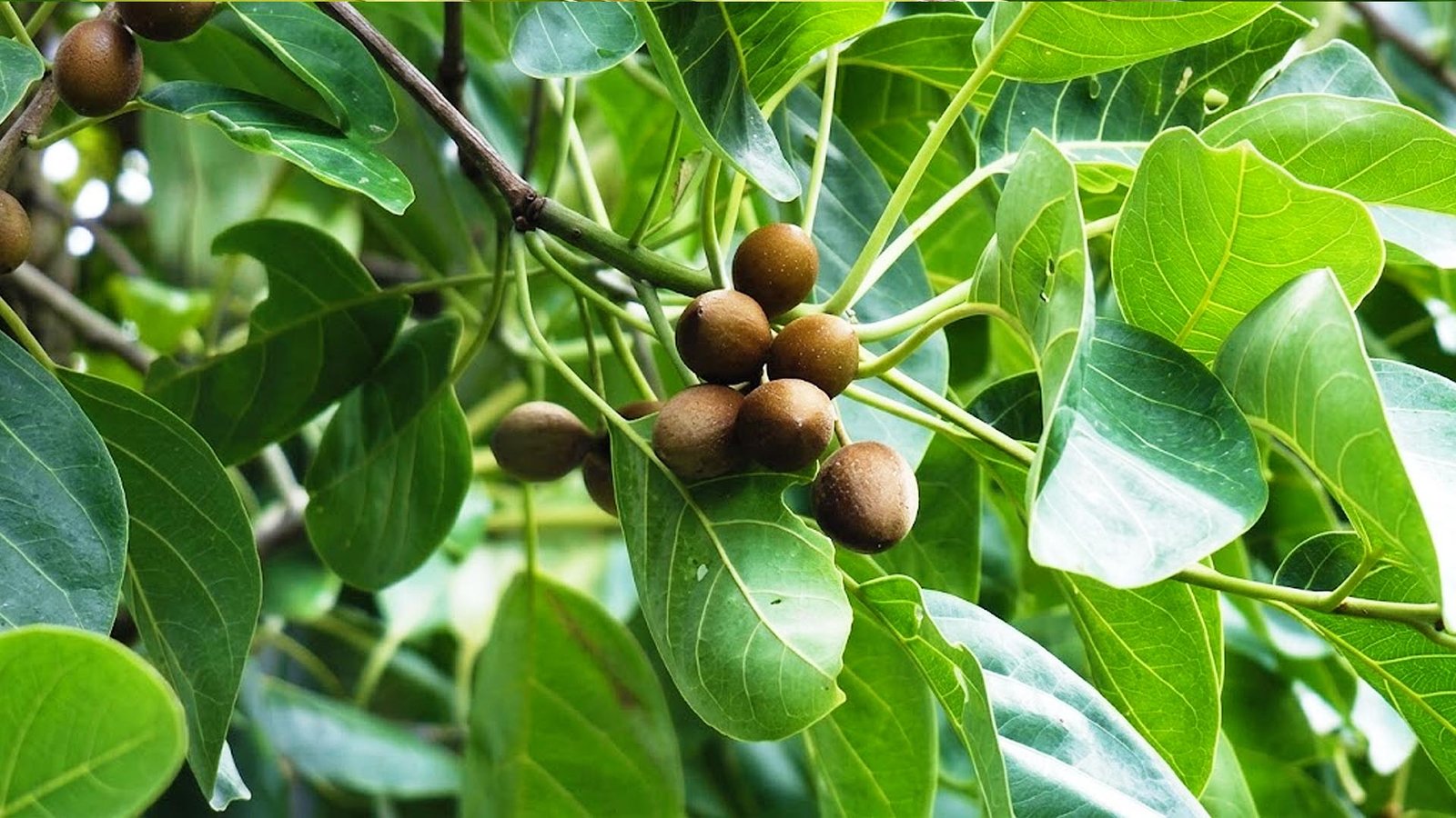 Beleric Myrobalan