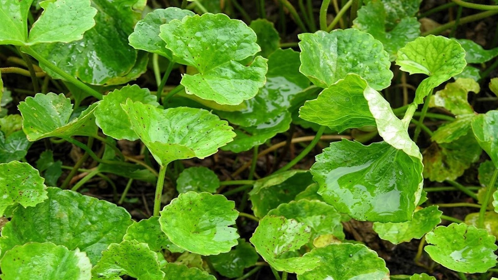 Vallarai