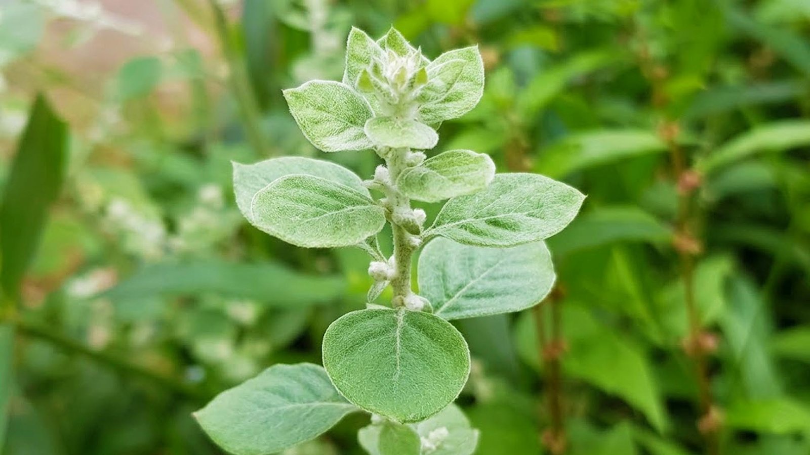 Sirupeelai
