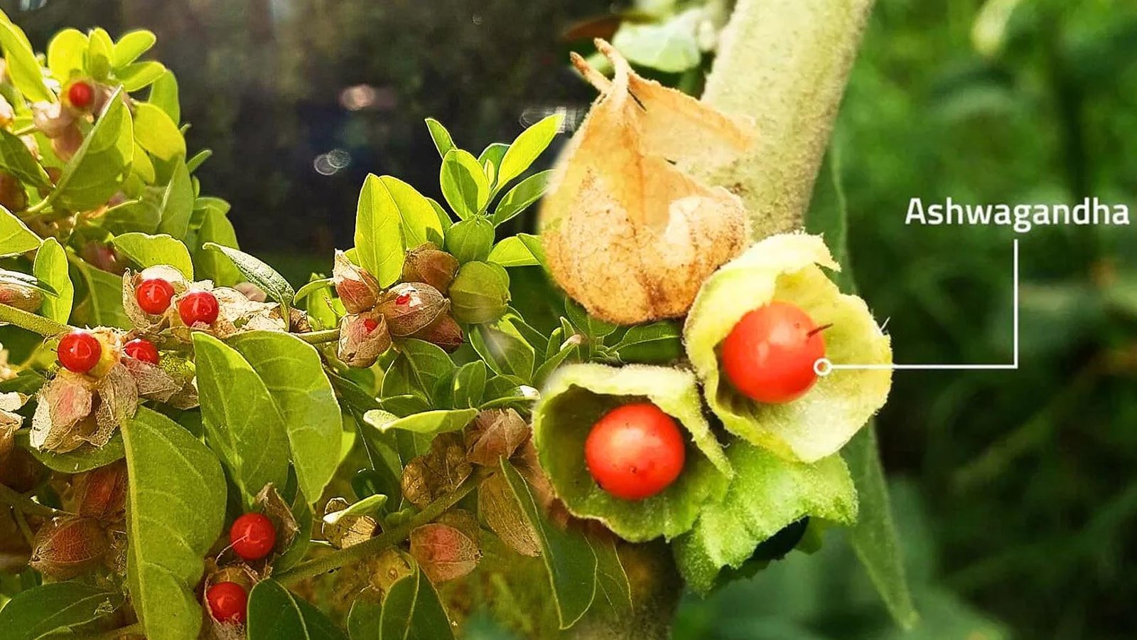 Ashwagandha (அமுக்கராக் கிழங்கு)