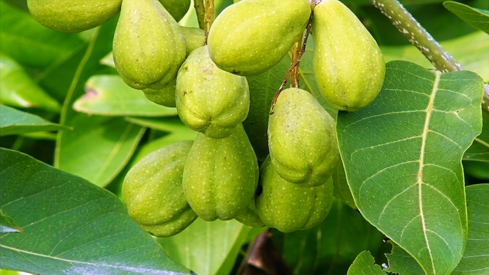 Haritaki