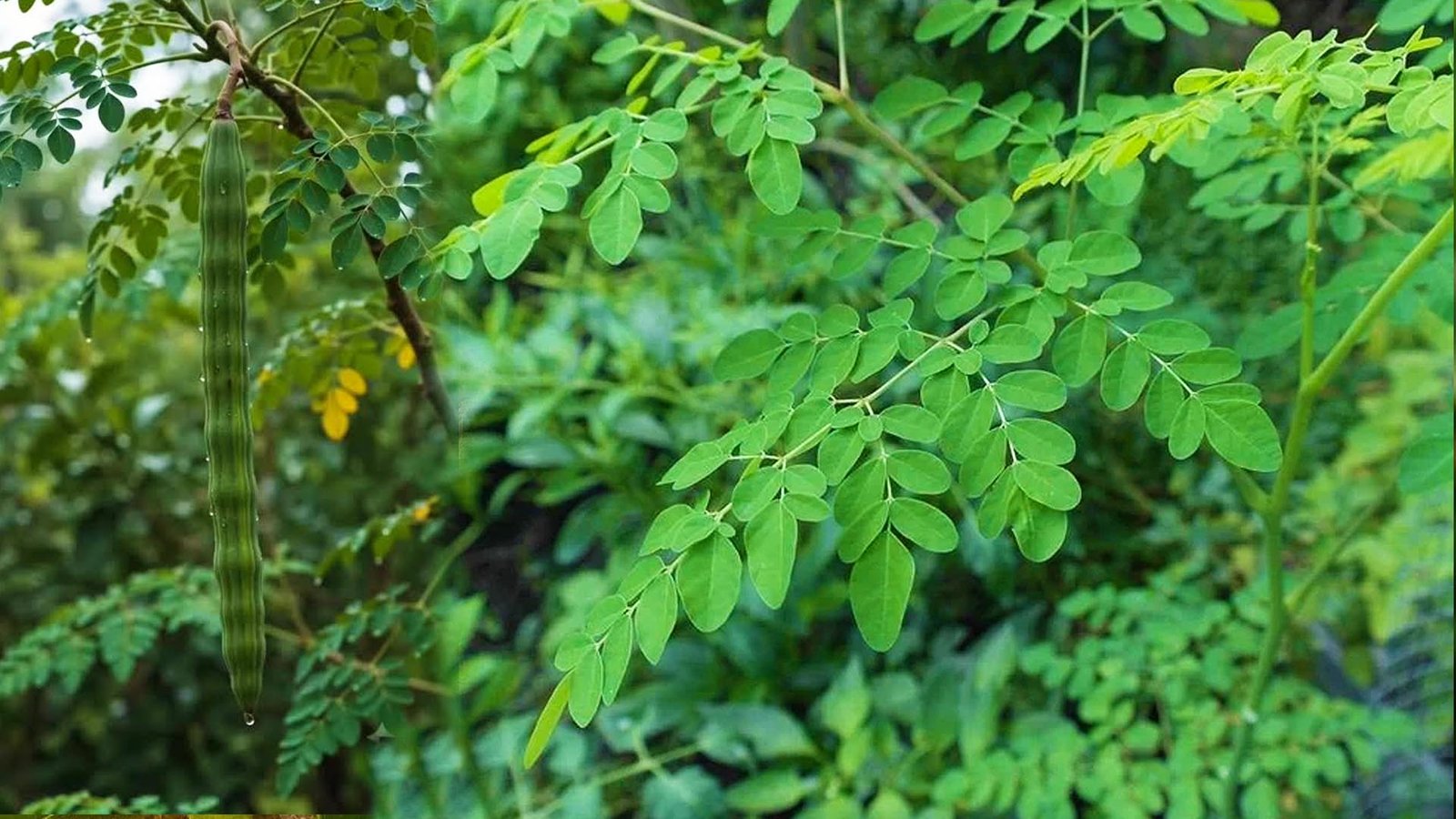 Muringai (முருங்கை)