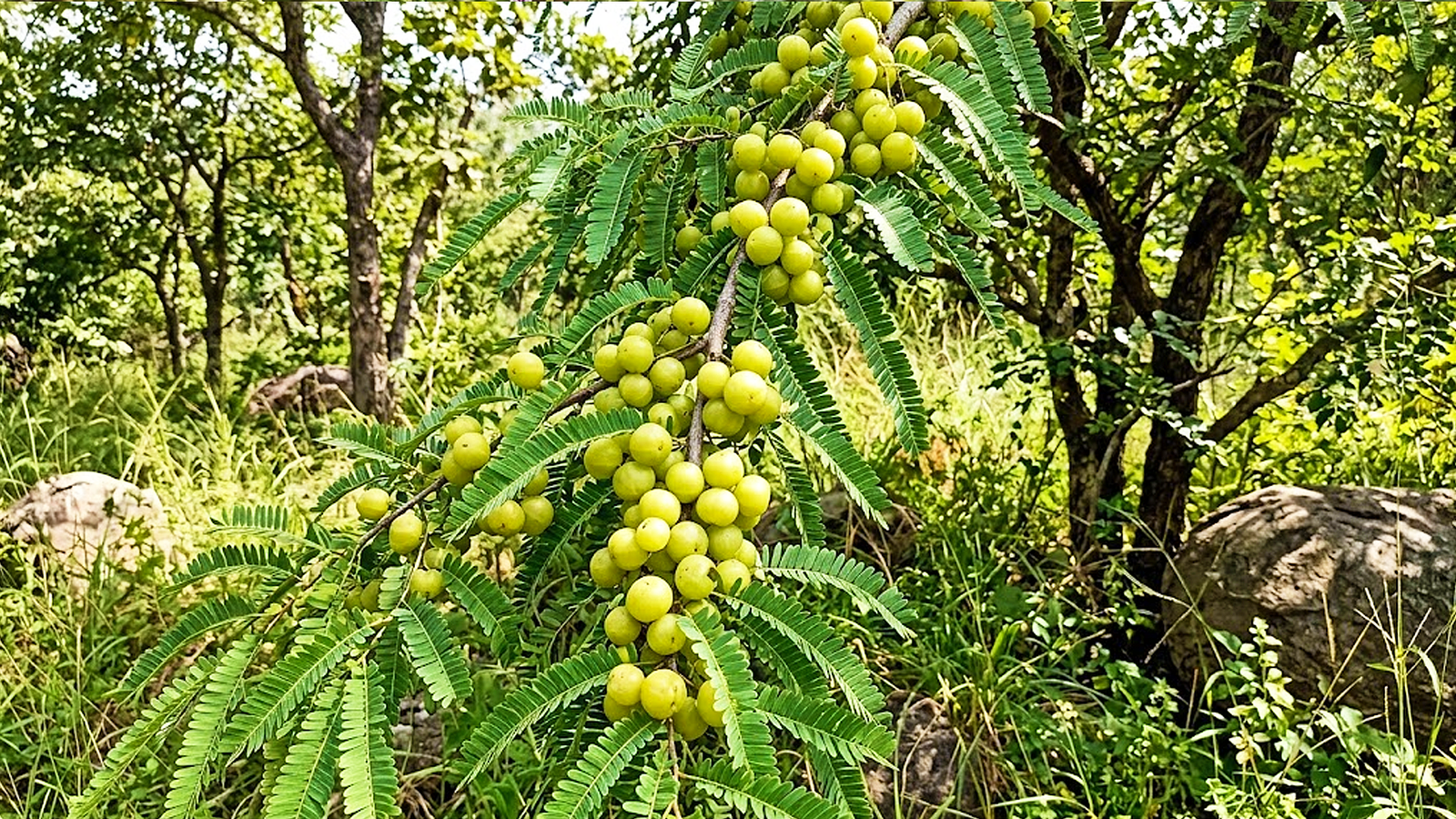 Nellikkai