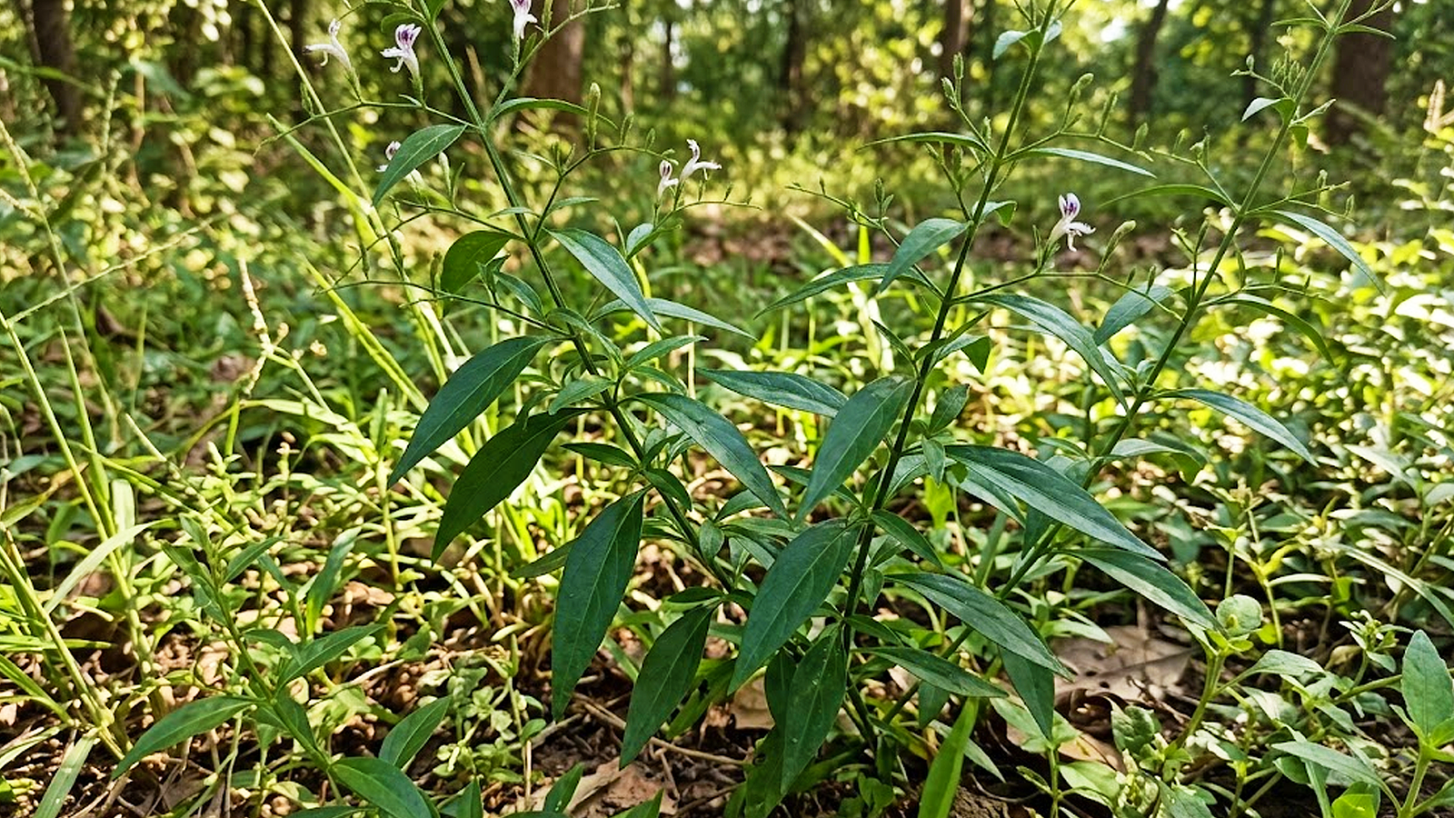 Nilavembu